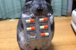 赤峰市收養(yǎng)貓貓電話號碼