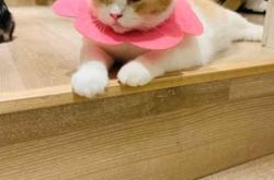 赤峰喵喵貓舍電話多少號(hào)