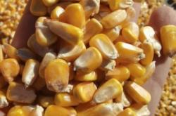 赤峰阿旗二手魚缸電話號碼