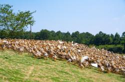 赤峰養(yǎng)鴨子基地電話多少號