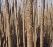 赤峰苗木廠生產商家電話號碼