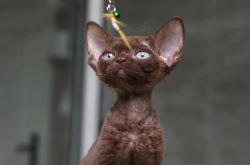 赤峰貓咪免費送人電話是多少號