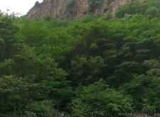 赤峰回收綠植的地方電話號碼