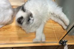 赤峰同城貓舍地址查詢電話號碼