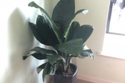 赤峰紅山步行街花卉店電話號碼