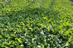 赤峰圓茄苗訂購(gòu)平臺(tái)電話號(hào)碼