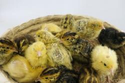 赤峰鵪鶉種蛋廠家電話號碼查詢