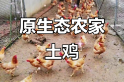 赤峰生態(tài)散養(yǎng)土雞基地電話號碼