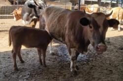 赤峰市保胎小母牛出售電話號碼