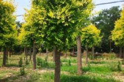 赤峰大頭草龜種植基地電話號(hào)碼