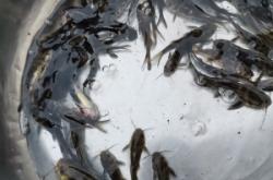 赤峰黃辣丁魚批發(fā)電話號碼