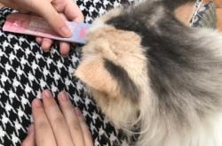 赤峰紅山花卉寵物店電話號碼