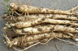 赤峰董氏中藥店地址電話號碼