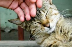 赤峰貓咪配對(duì)公司電話號(hào)碼查詢