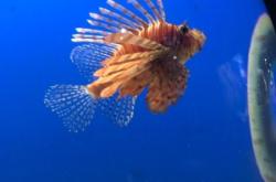 赤峰水族館團(tuán)購(gòu)電話地址查詢(xún)