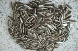 赤峰市收購葵花籽電話號碼