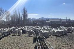 赤峰山羊 屠宰場電話號碼查詢