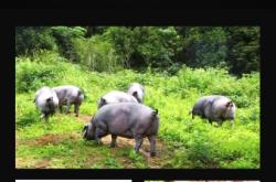 有赤峰賣豬血腸的電話嗎多少