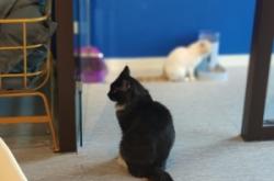 赤峰市收養(yǎng)貓貓電話地址查詢