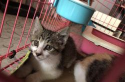 赤峰領(lǐng)養(yǎng)小貓咪電話多少號