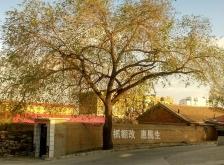 赤峰市巴林左旗殘聯(lián)電話號碼