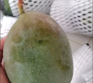 赤峰賣凱特芒果的電話號碼是多少