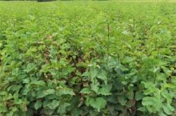 赤峰樹苗基地直銷網(wǎng)站電話號碼