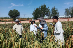 赤峰中藥材種子市場電話號(hào)碼