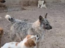 赤峰寵物狗回收電話是多少號(hào)