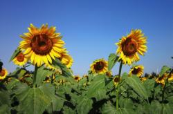赤峰紅山區(qū)紅城賓館電話號(hào)碼