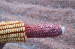 赤峰林西膠粘管廠電話地址查詢