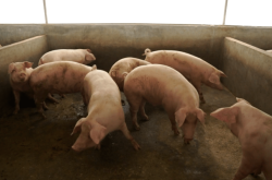 赤峰市橋頭養(yǎng)殖場(chǎng)電話(huà)號(hào)碼