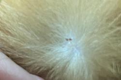 赤峰松山區(qū)蜱蟲醫(yī)院電話號(hào)碼