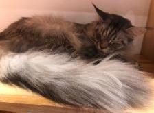 喵屋咖啡赤峰店電話號碼是多少