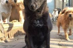 赤峰市狗狗救助站電話號(hào)碼