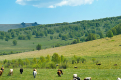 赤峰大富汽配電話是多少號