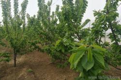 赤峰收購(gòu)山桃核電話(huà)號(hào)碼多少