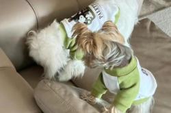 赤峰寵物店小狗電話多少號