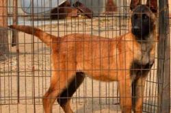 赤峰賣馬犬狗幼犬同城電話號碼