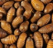 赤峰紅山區(qū)龍蚌社區(qū)電話號碼