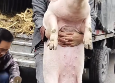 赤峰市賣豬的電話地址是多少