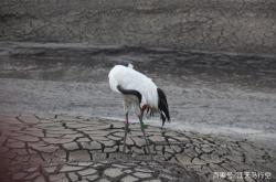 赤峰阿旗寵物店地址電話號碼