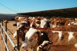 赤峰市養(yǎng)牛合作社電話號(hào)碼