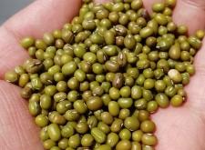 赤峰綠豆加工廠地址電話號碼