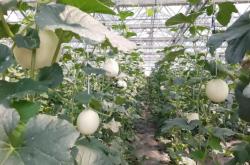 赤峰浩森采摘園電話多少號