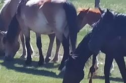 赤峰私家偵探事務所電話號碼