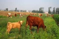 赤峰松山區(qū)賣菜電話號碼多少