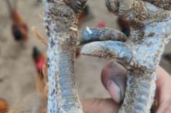 赤峰賣散養(yǎng)大公雞電話號碼