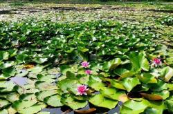 赤峰橋北荷花池社區(qū)電話號碼