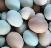 赤峰元寶山蛋糕店的電話號(hào)碼